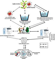 dayana cruz|Effects of Cherries Sanitization methods and fermentation .